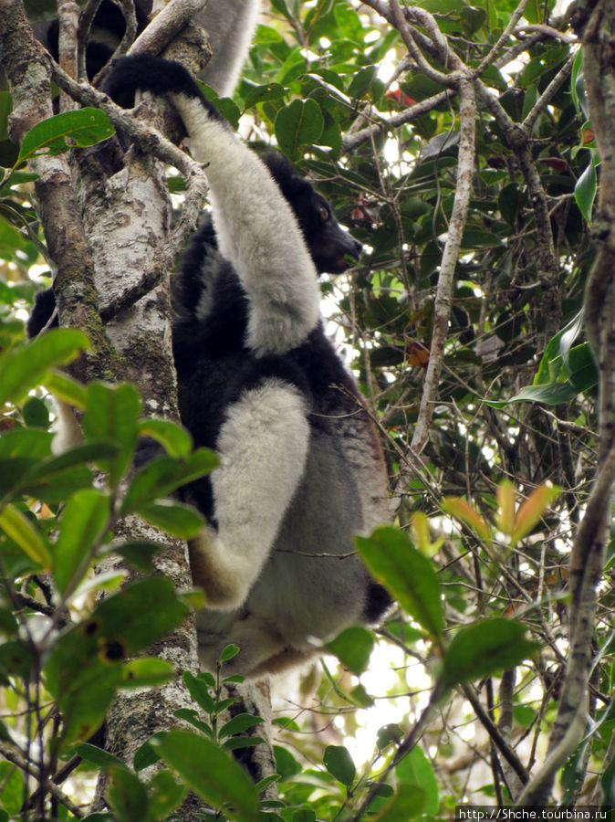 Знакомьтесь: индри — крупнейшие ныне живущие лемуры Перинет, Мадагаскар