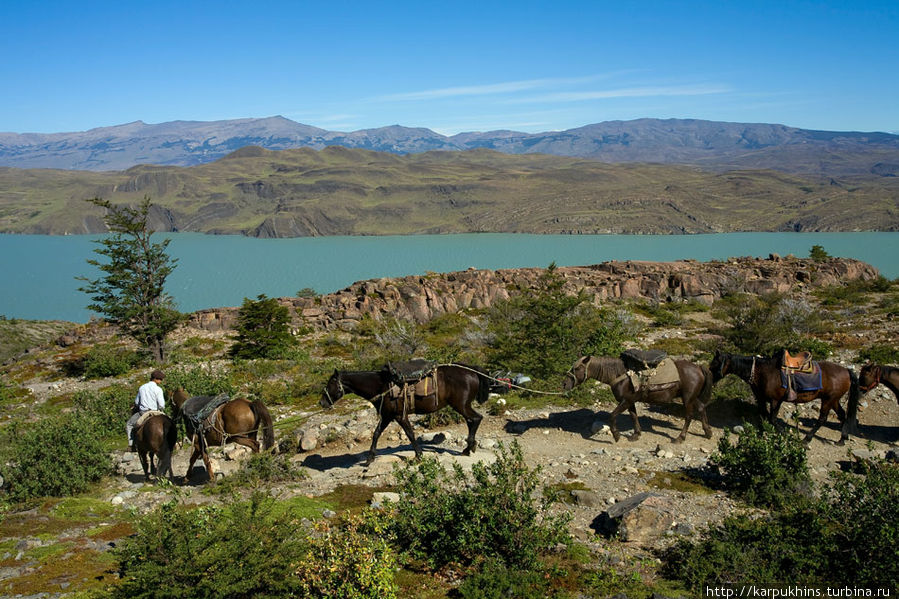 На тропе иногда можно встретить местных парней с лошадьми, изображающих гаучо. На самом деле они просто катают туристов. Национальный парк Торрес-дель-Пайне, Чили