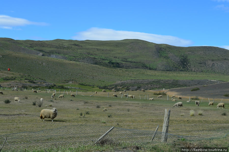 Прямо в парке есть и частные территории, где вот так свободно пасутся овцы Национальный парк Торрес-дель-Пайне, Чили