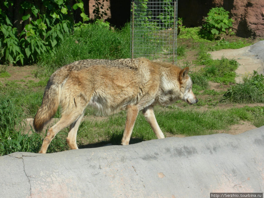Волк — зубами щёлк Москва, Россия