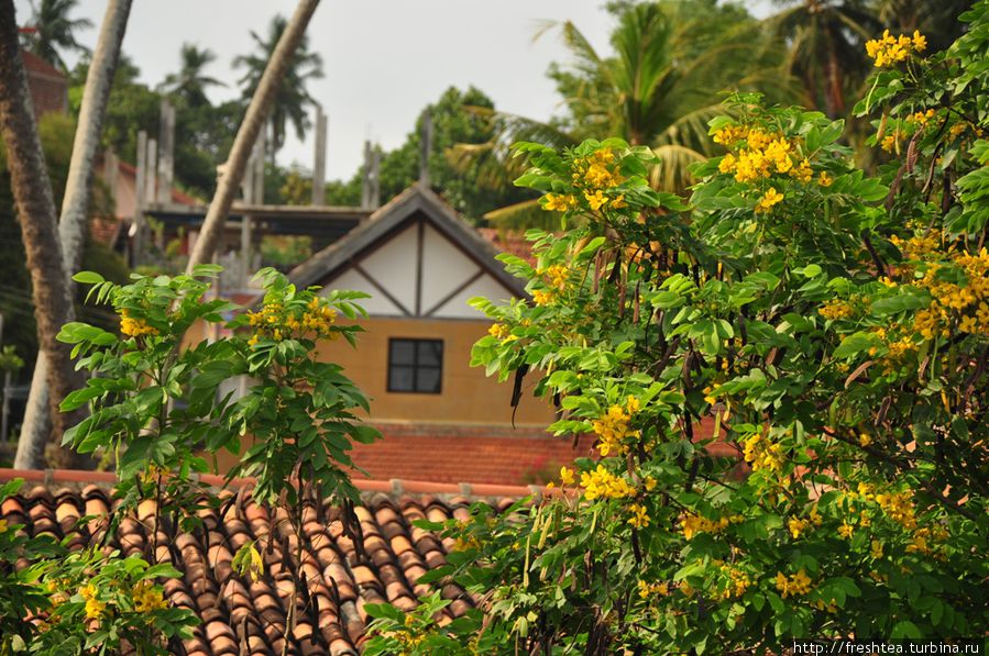 Из рая: свежие впечатления с юга Шри-Ланки Шри-Ланка