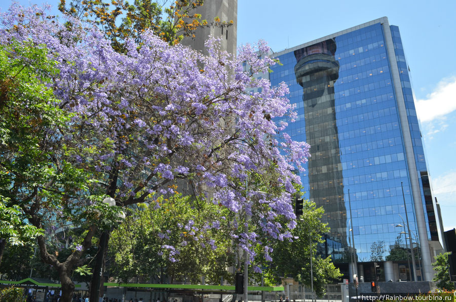 Весна в Сантьяго