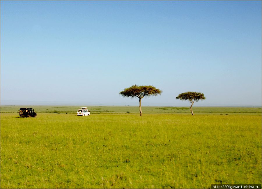 Машины колесят по саванне в поисках живности, а живность в поисках тени... Масаи-Мара Национальный Парк, Кения