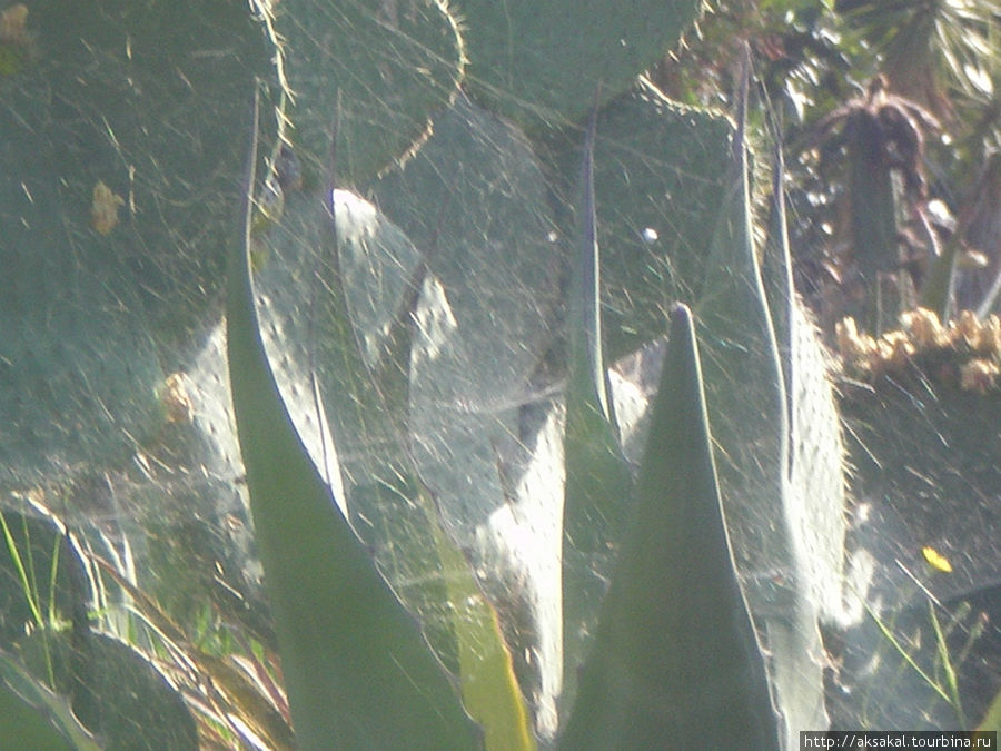 Паутина: болезнь или пауки? Ллорет-де-Мар, Испания