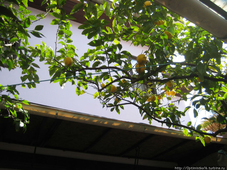 А лимоны растут в дворике перед отелем.
