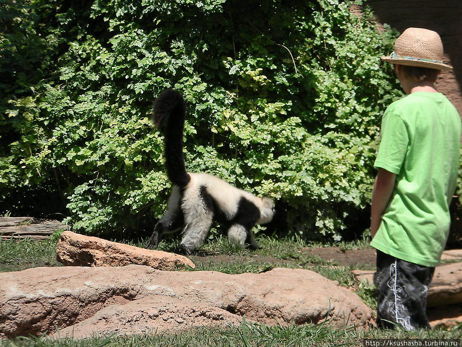 Ещё немного про зоопарк  Фуэнхирола или Что скрывает  баобаб Фуэнхирола, Испания
