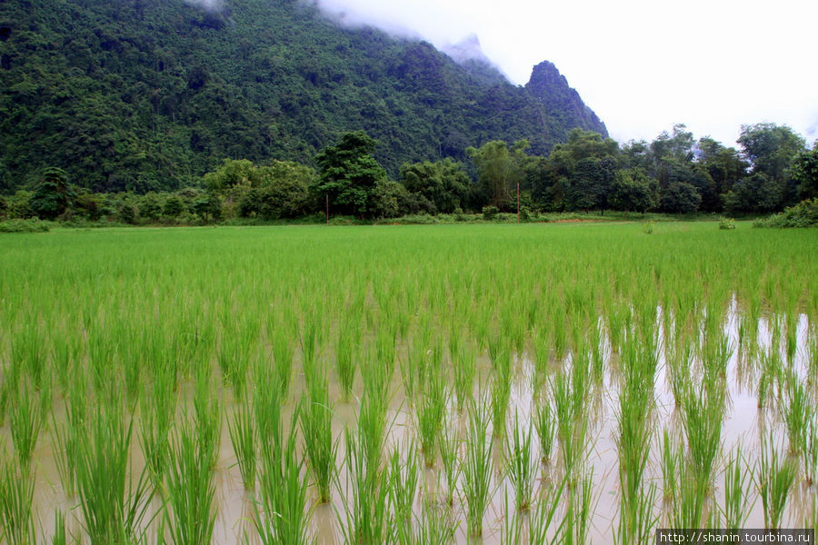 На рисовом поле Ванвьенг, Лаос