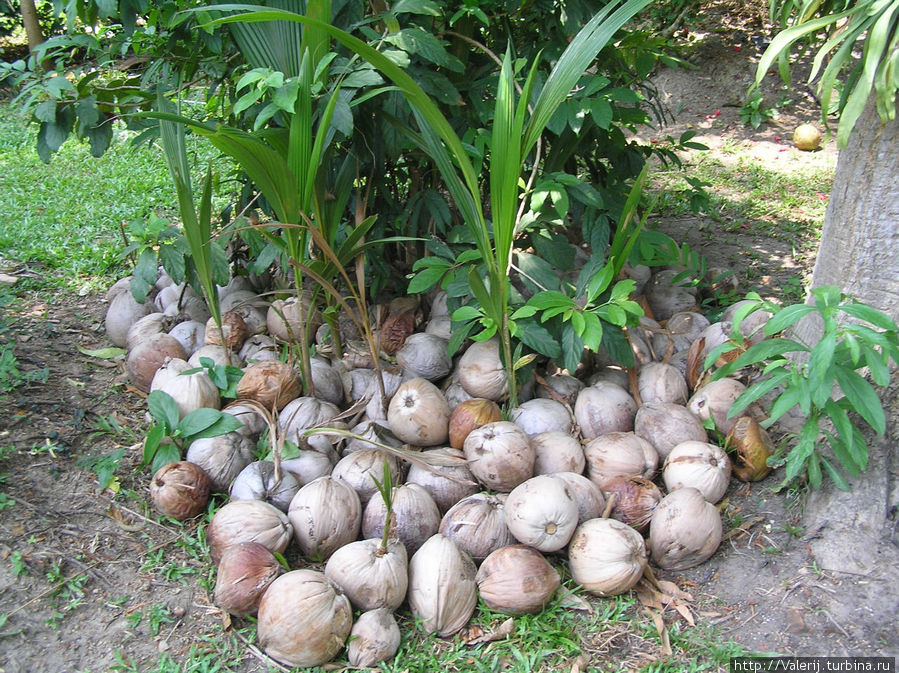 Кокосовые орехи проросшие и готовые к посадке в грунт Пхукет, Таиланд