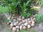 Кокосовые орехи проросшие и готовые к посадке в грунт