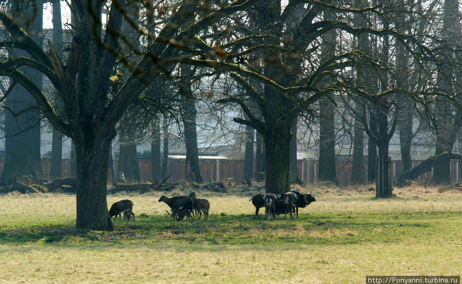 Горные козлы и олени свободно гуляют по парку. Людвигсбург, Германия