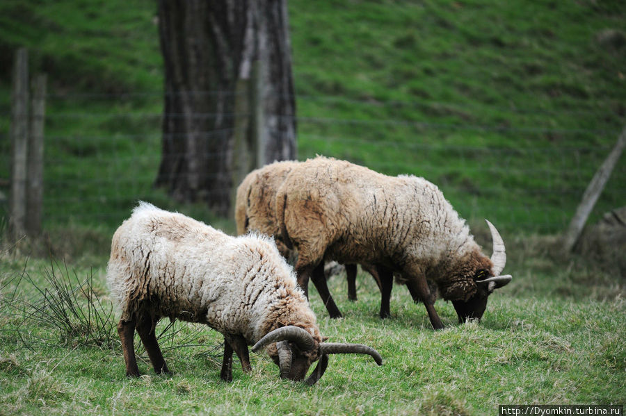 Четырёхрогие мэнский овцы в Лакси Остров Мэн