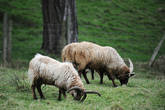 Четырёхрогие мэнский овцы в Лакси