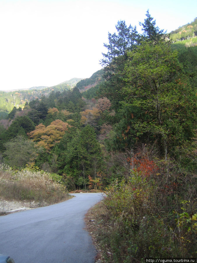 Ущелье изумрудной реки или про растущие на камнях деревья Префектура Нагано, Япония