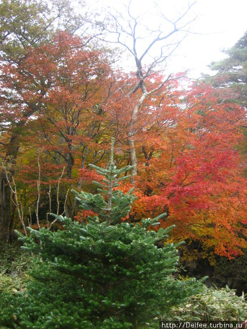 Яркие краски осени Чеджу, Республика Корея