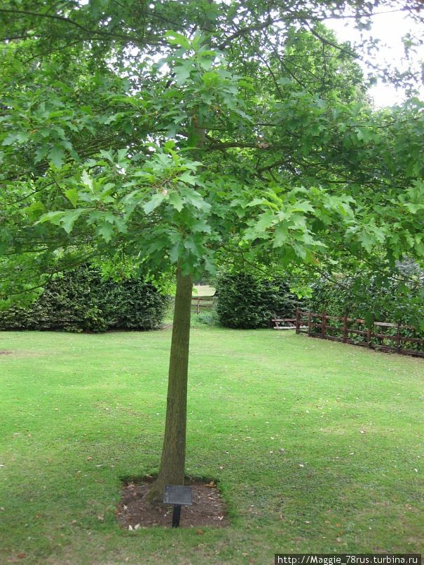 Дерево, посаженное Нельсоном Мандела Нортхемптон, Великобритания