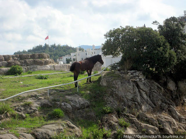 А рядом — лошадка. Бодрум, Турция