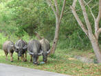 Вдоль дороги на окраине Кота-Кинабалу можно увидеть мулов