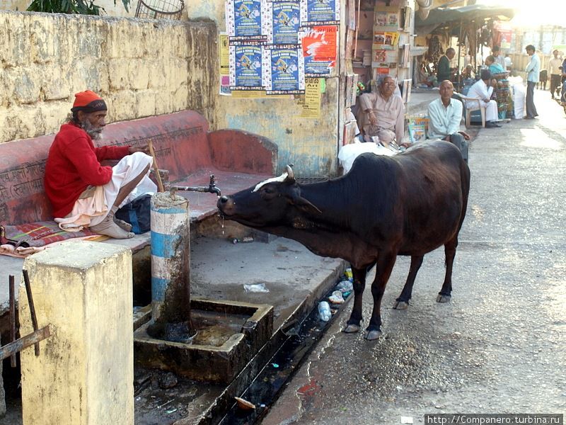 На улицах Ришикеша, как и в других городах, бродят священные животные. Коровы в Индии, кстати, в основном дикие. Представляете, в стране столько голодающих людей и в то же время столько живого мяса бродит по улицам… Ришикеш, Индия