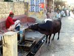 На улицах Ришикеша, как и в других городах, бродят священные животные. Коровы в Индии, кстати, в основном дикие. Представляете, в стране столько голодающих людей и в то же время столько живого мяса бродит по улицам…