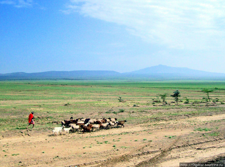 Если у масая нет своего стада — он не масай, а одно название Масаи-Мара Национальный Парк, Кения