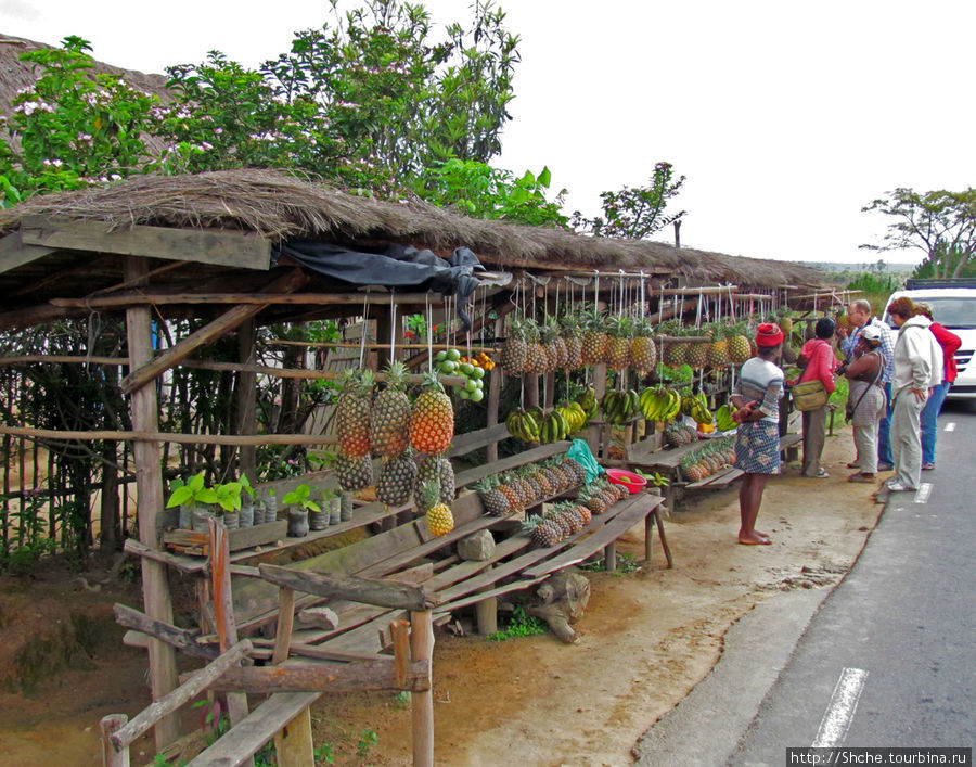 Выбор ананасов — целый ритуал. Наш гид стучала по фруктам - губнит — не губнит (именно так она говорила) Провинция Туамасина, Мадагаскар