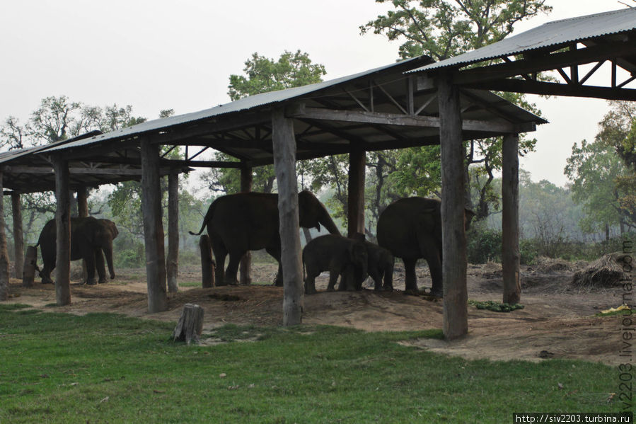 Читван — слоны и другие животные Читван Национальный Парк, Непал