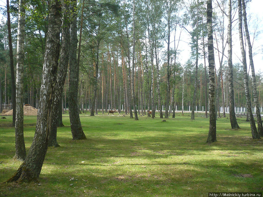 Летний день в Беловежской пуще Беловежская Пуща Национальный Парк, Беларусь