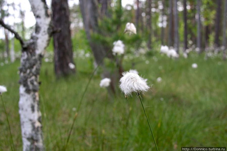 Когда пушица распушится... Орловское Полесье Национальный Парк, Россия