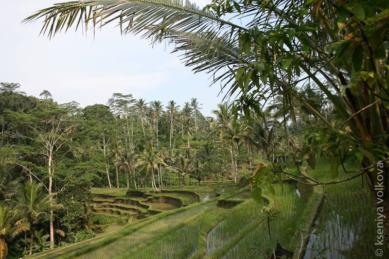 Рисовые террасы рядом с Гунунг Кави Бали, Индонезия