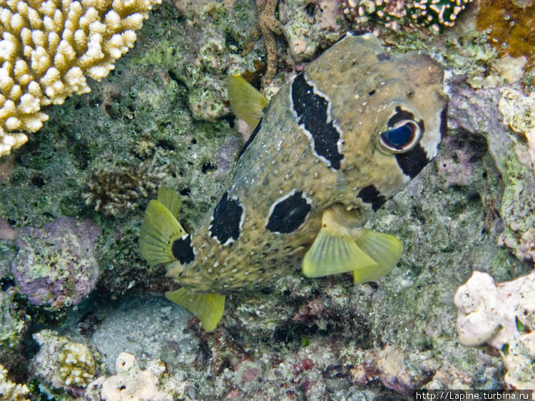 Крупнопятнистая рыба-еж (Diodon liturosus) — глаза нереальной синевы! Южный Ари Атолл, Мальдивские острова