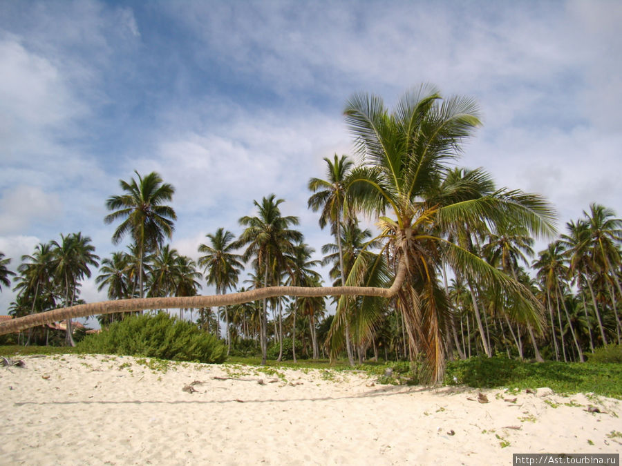 Причудливо изогнутые пальмы. До сих пор не въезжаю, почему она не падает? Пунта-Кана, Доминиканская Республика