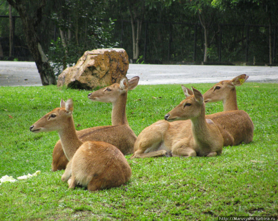 Зоопарк без заборов) Таиланд