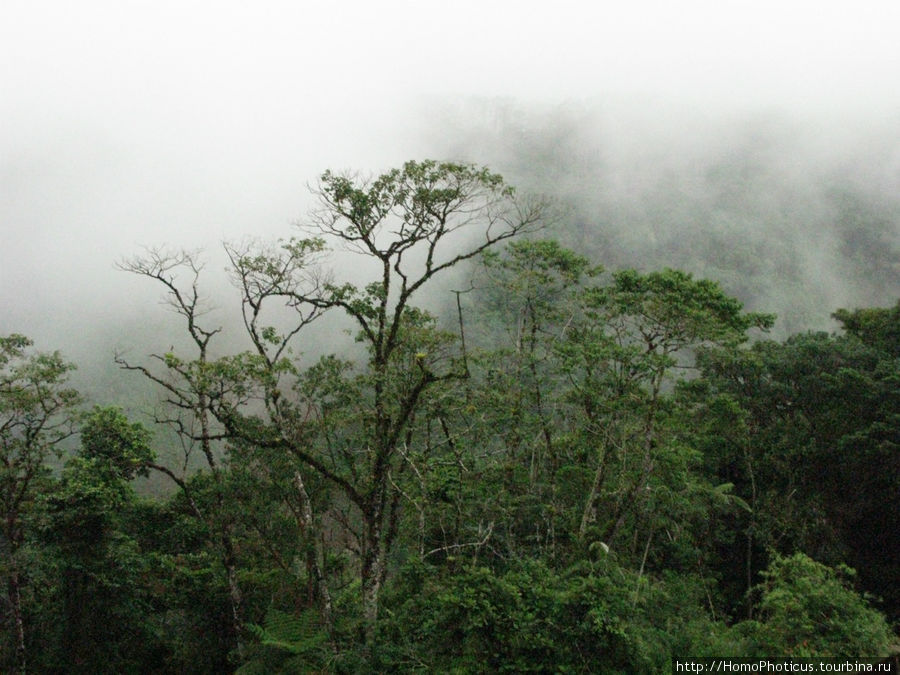 В дождевом лесу Провинция Алахуэла, Коста-Рика