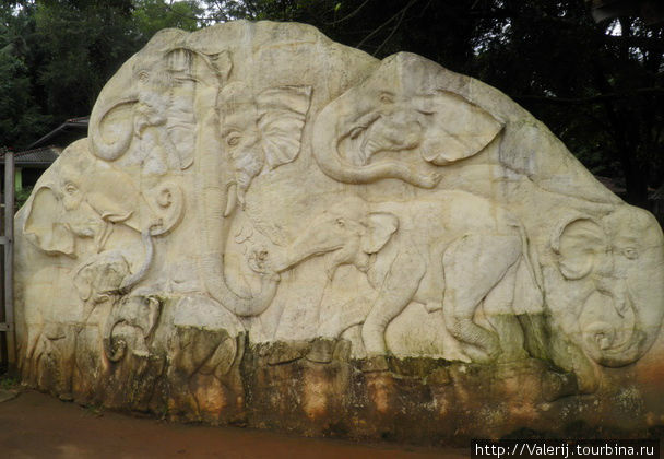 Шри Ланка (5) Коллективное купание, или слоны и гигиена. … Канди, Шри-Ланка