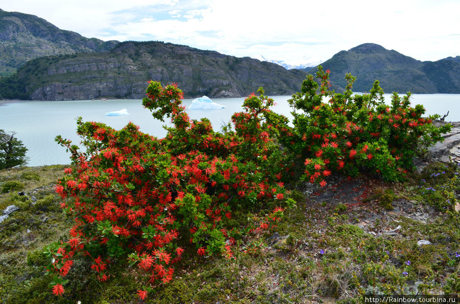 Контраст цветов и льдин Национальный парк Торрес-дель-Пайне, Чили