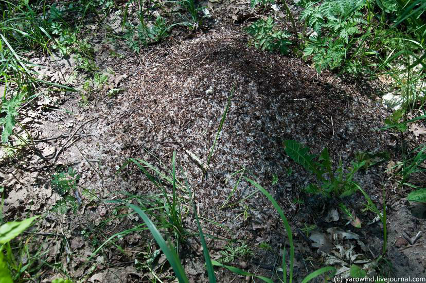 В лесах стоят громадные муравейники Новоселово, Россия