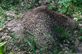 В лесах стоят громадные муравейники