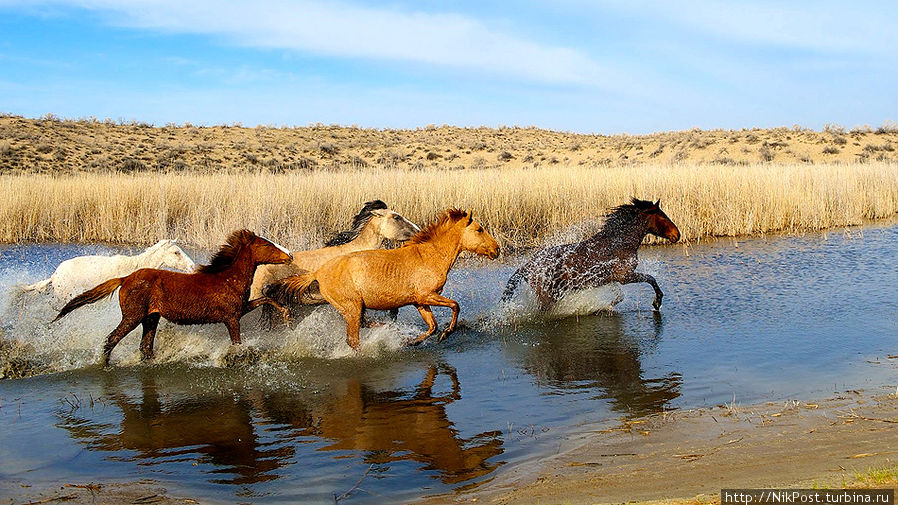 Как и в древние времена табуны лошадей оглашают окрестности топотом своих копыт. Пустыня Мойинкум. Тараз, Казахстан