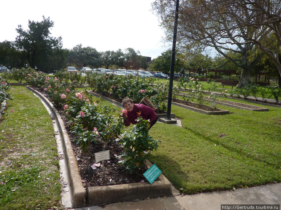 Прекрасный сад - розарий в музейном районе Хьюстона Хьюстон, CША