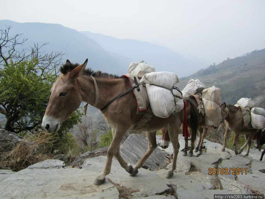 Путешествие в Непал март 2011 - Гандрук - Покхара Непал