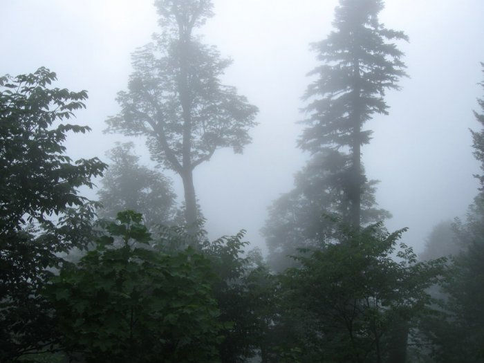 В облаках... Рица Реликтовый Национальный Парк, Абхазия