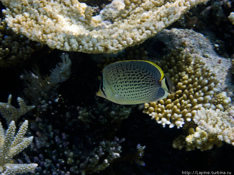 Пятнистая рыба-бабочка (Chaetodon guttatissimus) Южный Ари Атолл, Мальдивские острова