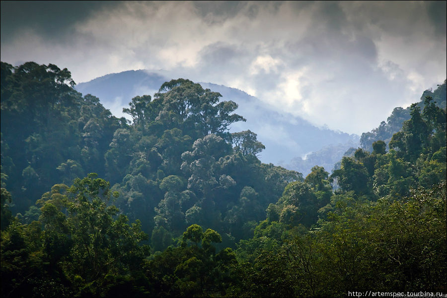 Царство орангутанга. Gunung Leuser National Park, Суматра Гунунг-Лёсер Национальный парк, Индонезия