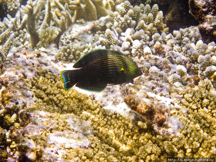 Темный тамарин, самец (Halichoeres marginatus) Южный Ари Атолл, Мальдивские острова