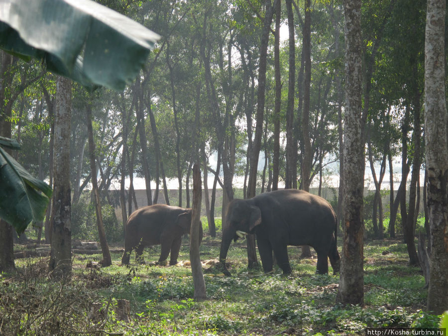 слоники пасутся Маяпур, Индия