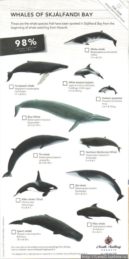 местные киты