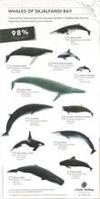 местные киты