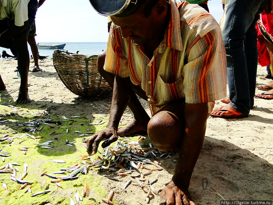 Такую мелкую рыбешку рыбаки солят Тринкомали, Шри-Ланка