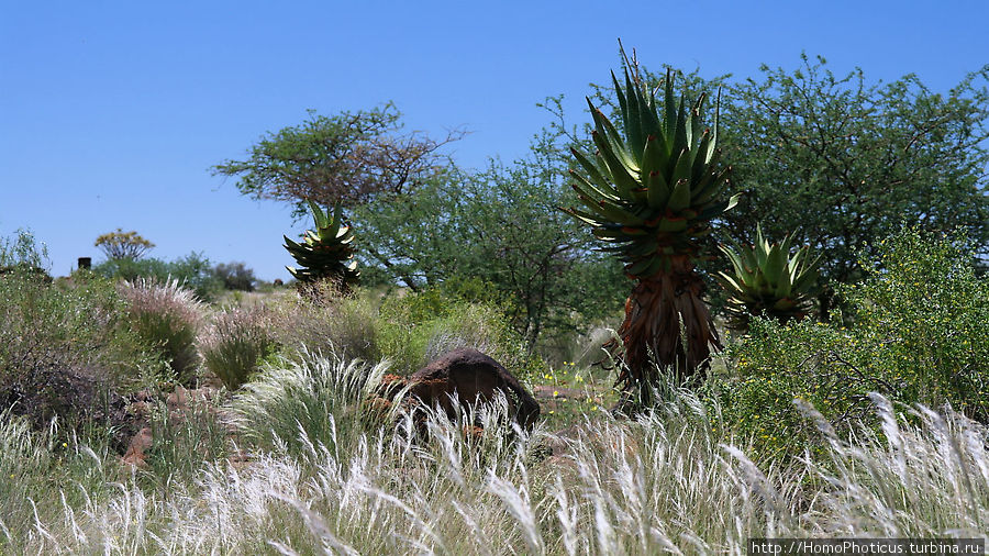 Роща колчанных деревьев Китмансхуп, Намибия