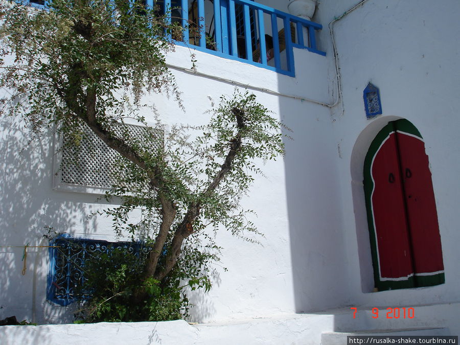 Так растет хна Сиди-Бу-Саид, Тунис